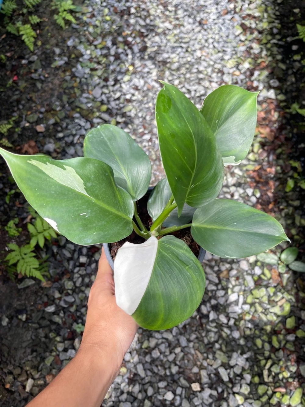 Philodendron White Wizard