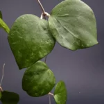 hoya balaensis oval leaves