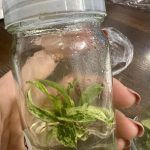 Philodendron caramel marble var