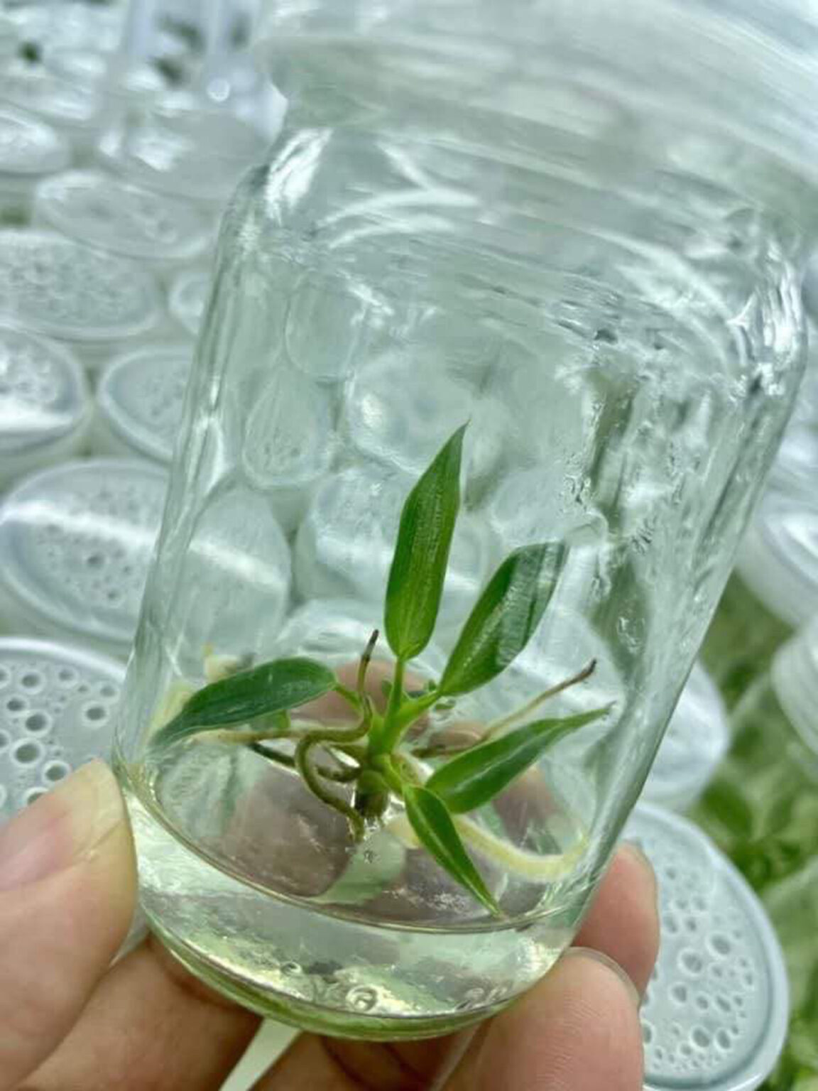 Philodendron Spiritus Sancti Tissue Culture from Thailand from Only 48
