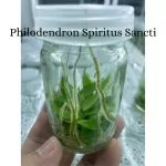 Philodendron Spiritus Sancti Rare for sale