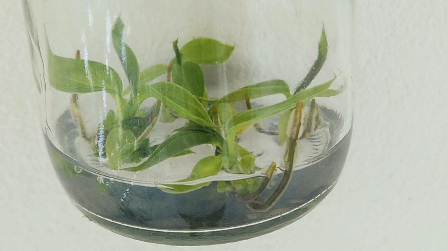 Philodendron Spiritus Sancti Tissue Culture from Thailand from Only 48