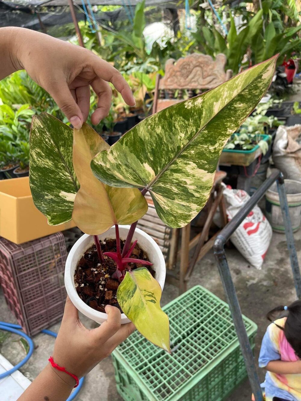 Philodendron strawberry shake variegated for sale