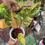 Philodendron strawberry shake variegated for sale