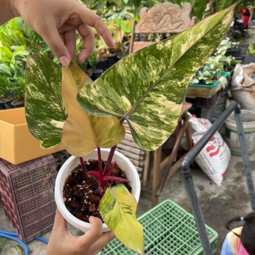 Philodendron Strawberry shake