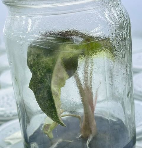 Alocasia Amazonica Polly Variegated