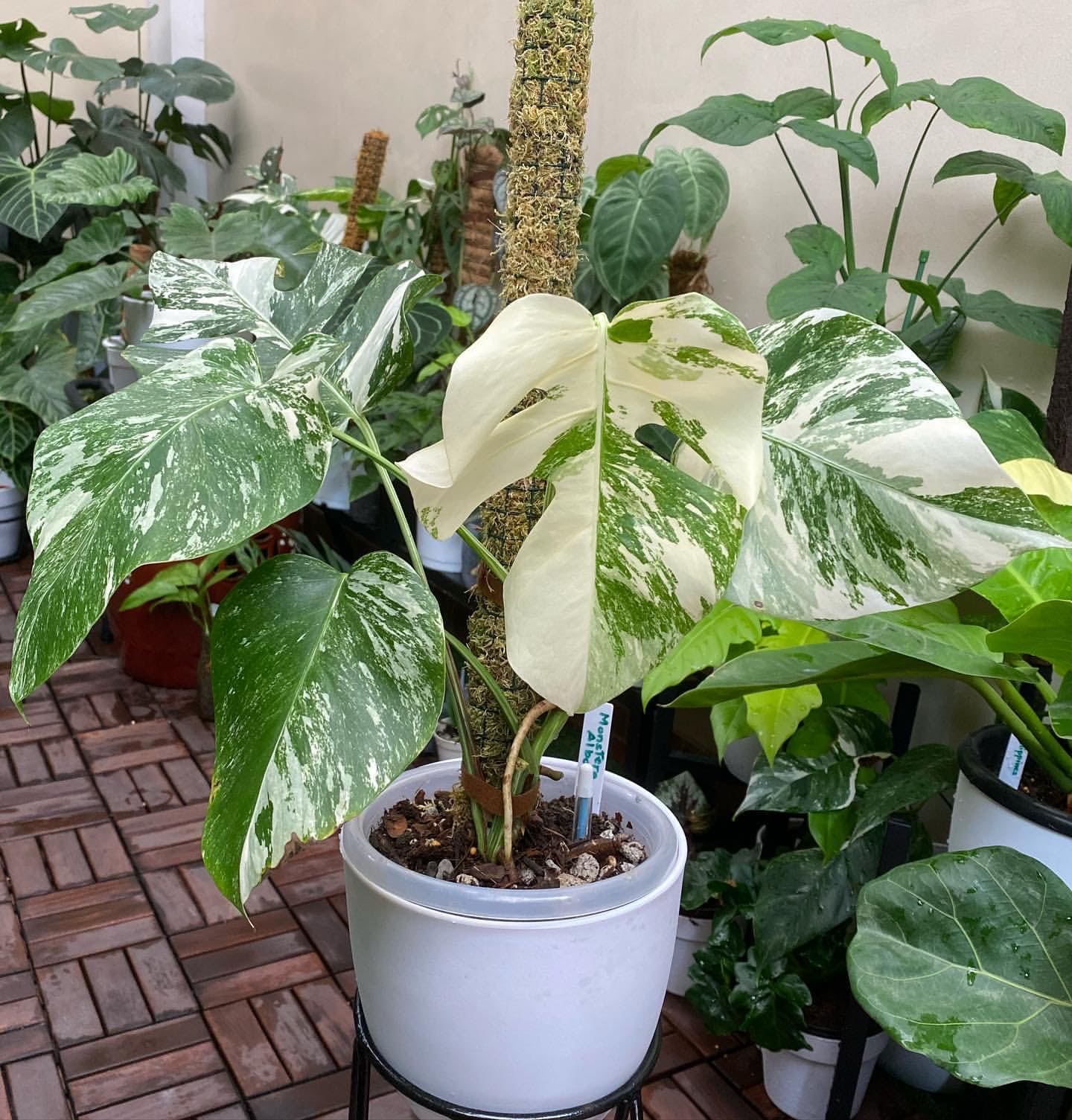 The Variegated Monstera Albo