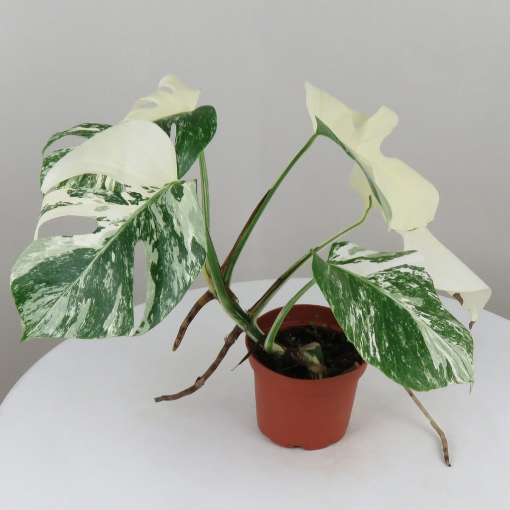 The Variegated Monstera Albo