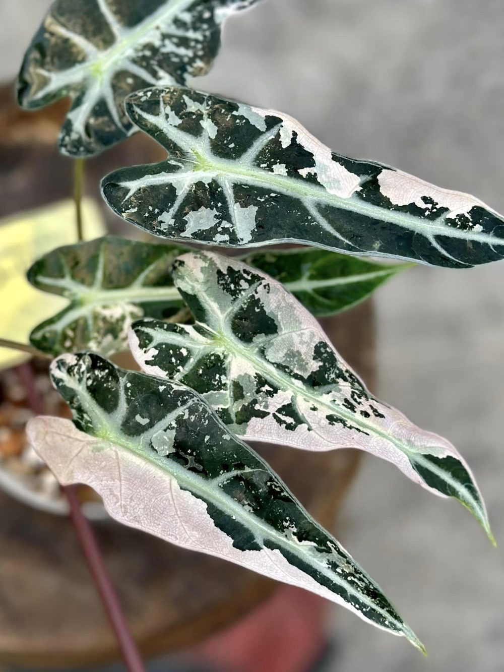 Alocasia Bambino Pink Variegated