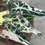 Alocasia Bambino Pink Variegated
