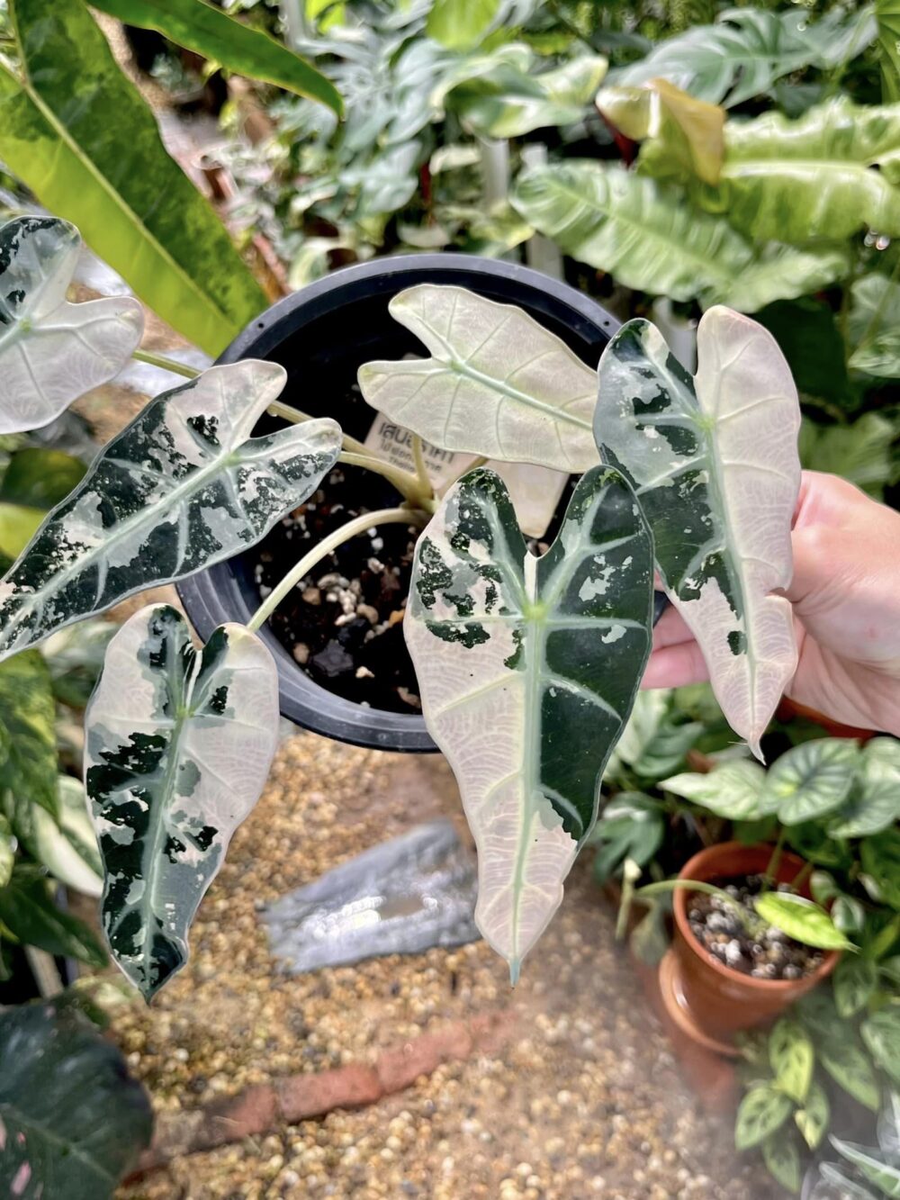 Alocasia Bambino Variegated 2