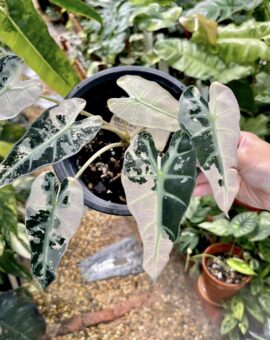 Alocasia
