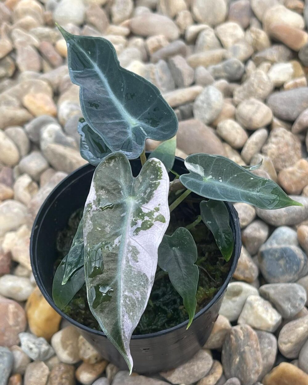 Alocasia Bambino Variegated