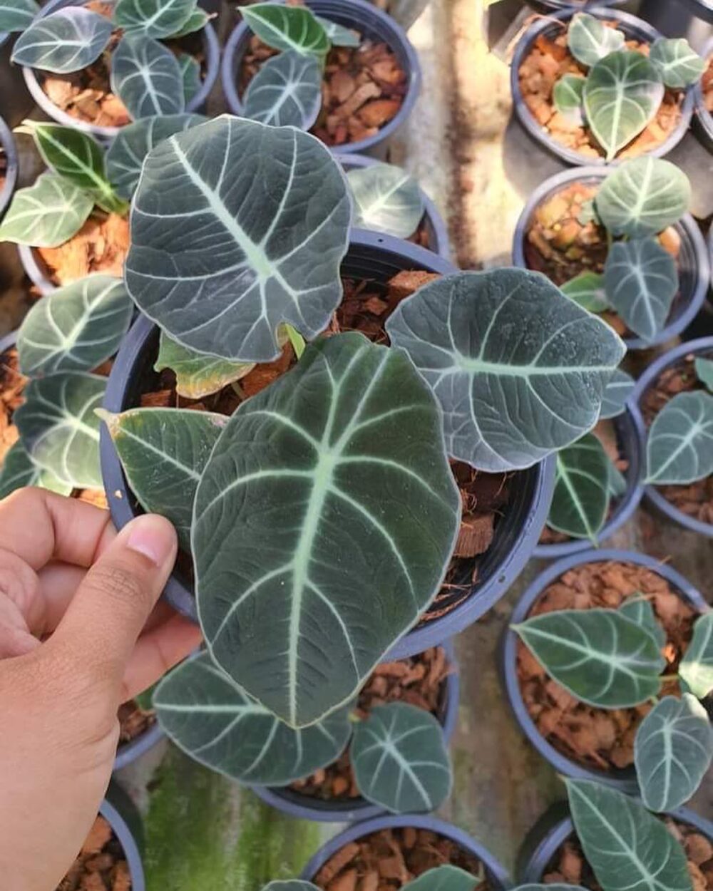 Alocasia Black Velvet