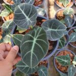 Alocasia Black Velvet