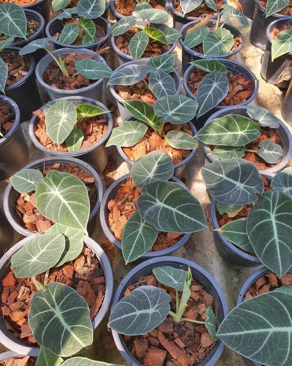 Alocasia Black Velvet