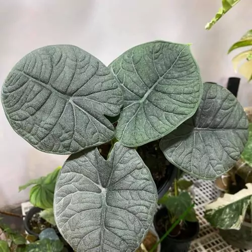Alocasia Melo