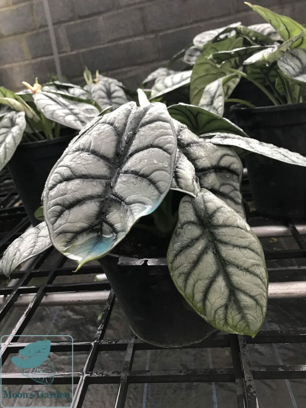 Alocasia Silver Dragon