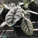 Alocasia Silver Dragon