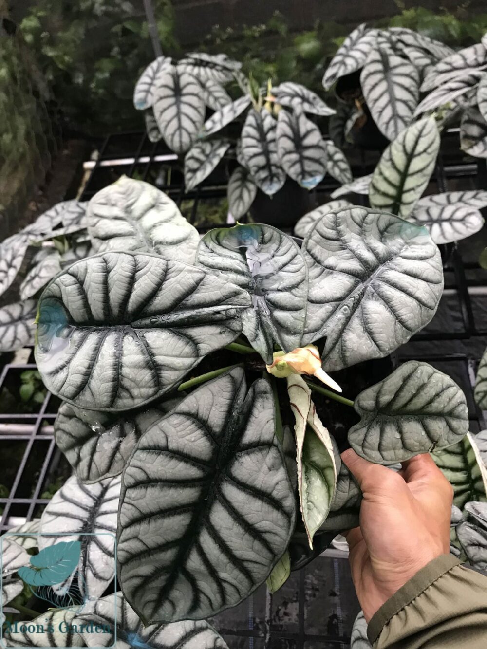 Alocasia Silver Dragon