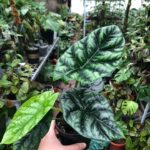 Alocasia Sinuata Plant