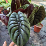 Alocasia cuprea red secret