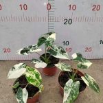 Alocasia Frydek variegated