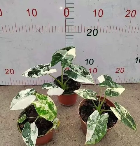 Alocasia Frydek variegated