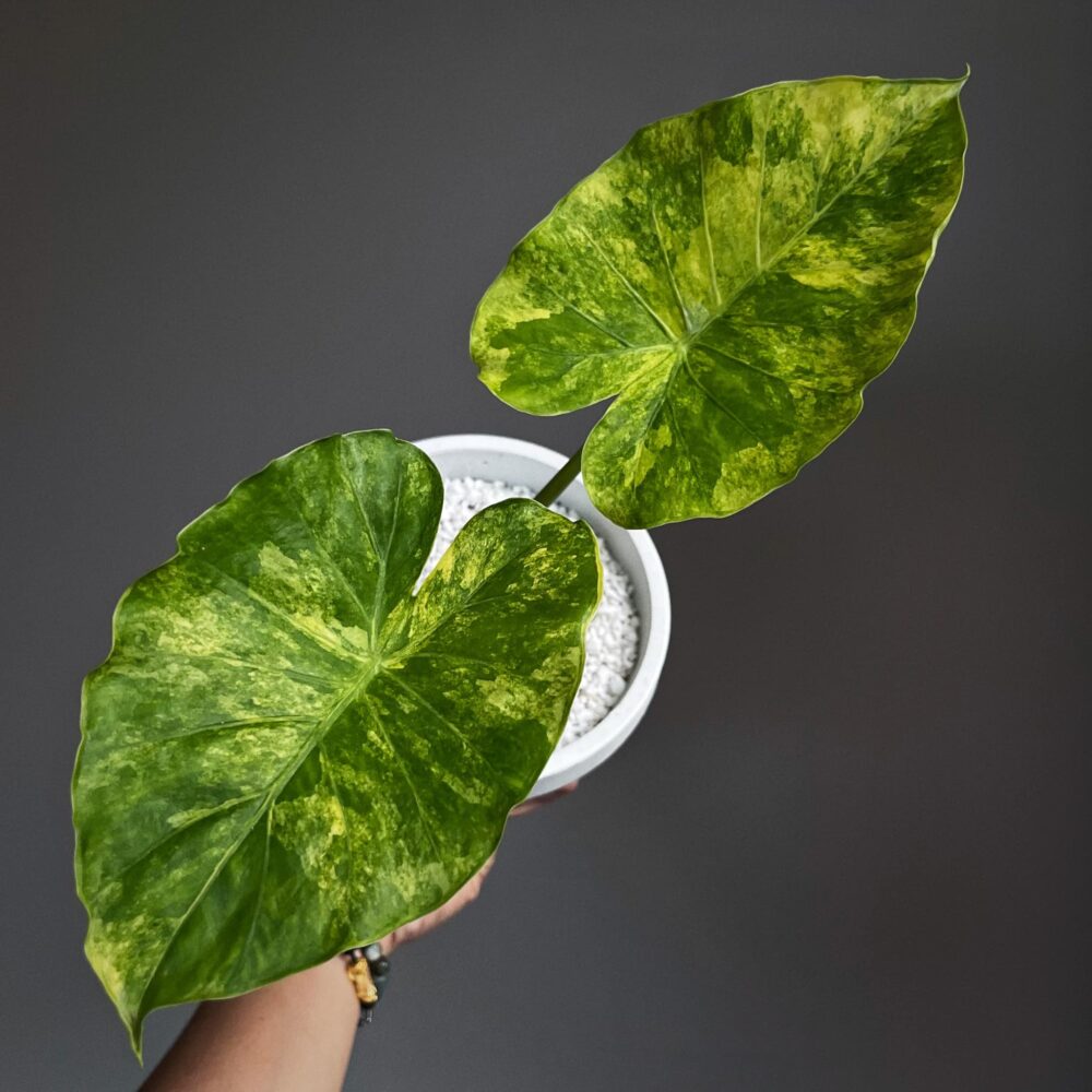 Alocasia gigantea aurea variegated