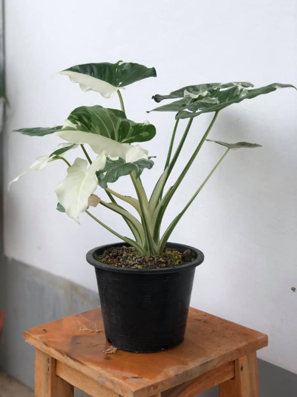 Alocasia Okinawa Silver