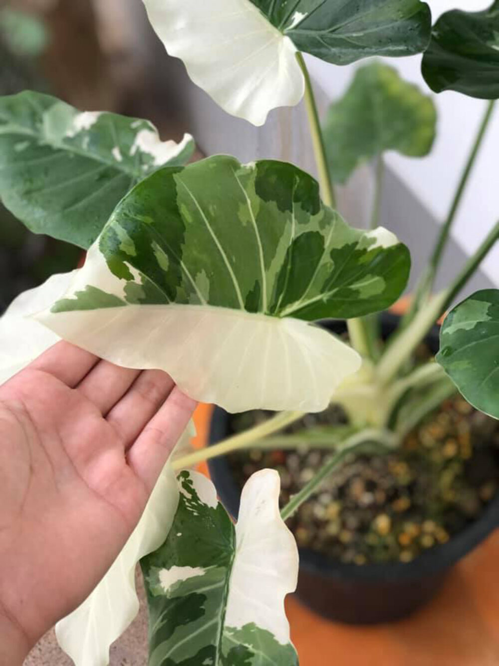 Alocasia okinawa Silver