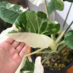 Alocasia okinawa Silver