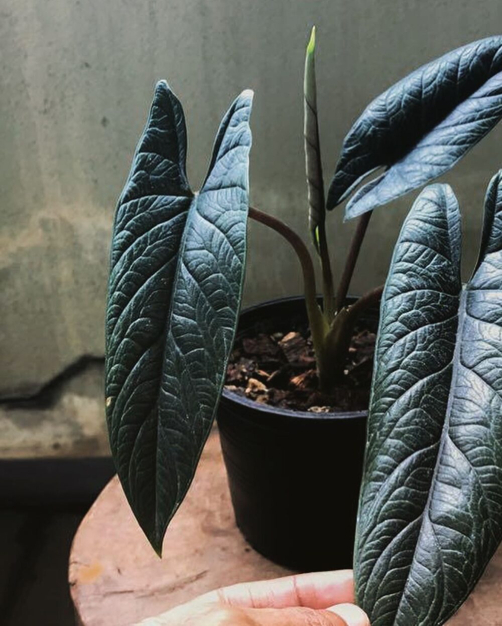 Alocasia scalprum 6 inches