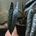 Alocasia scalprum 6 inches