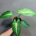 Xanthostoma lindenii Caladium lindenii