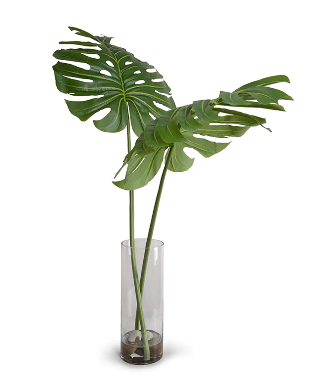 Swiss Cheese Plant Care How Often Should I Water My Plant?