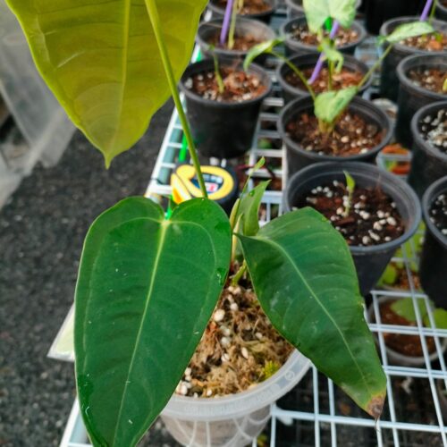 Anthurium Veitchii King