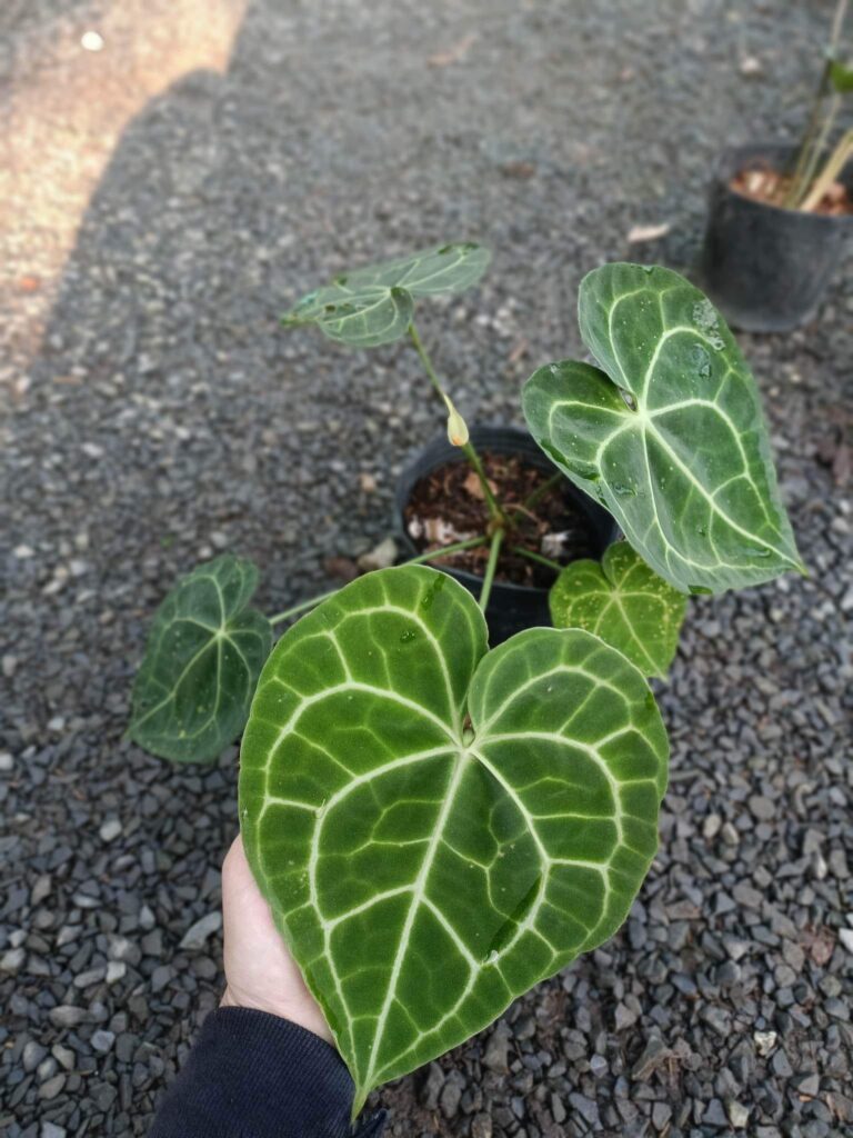 Exploring Anthurium Clarinervium Growth, Care, and Propagation Tips