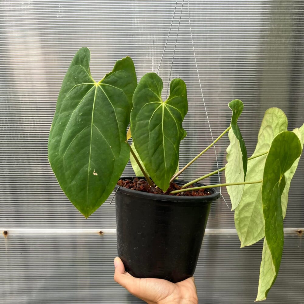 Anthurium papillilaminum hybrid