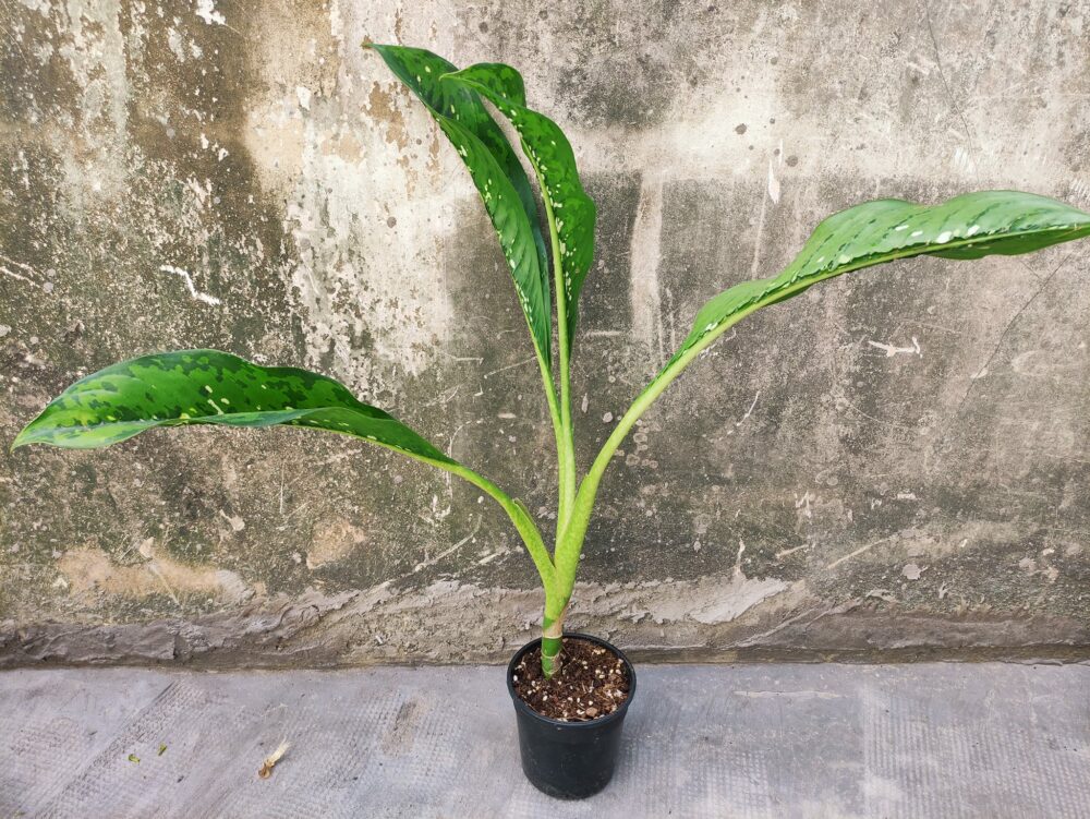 Dieffenbachia Dragon scale