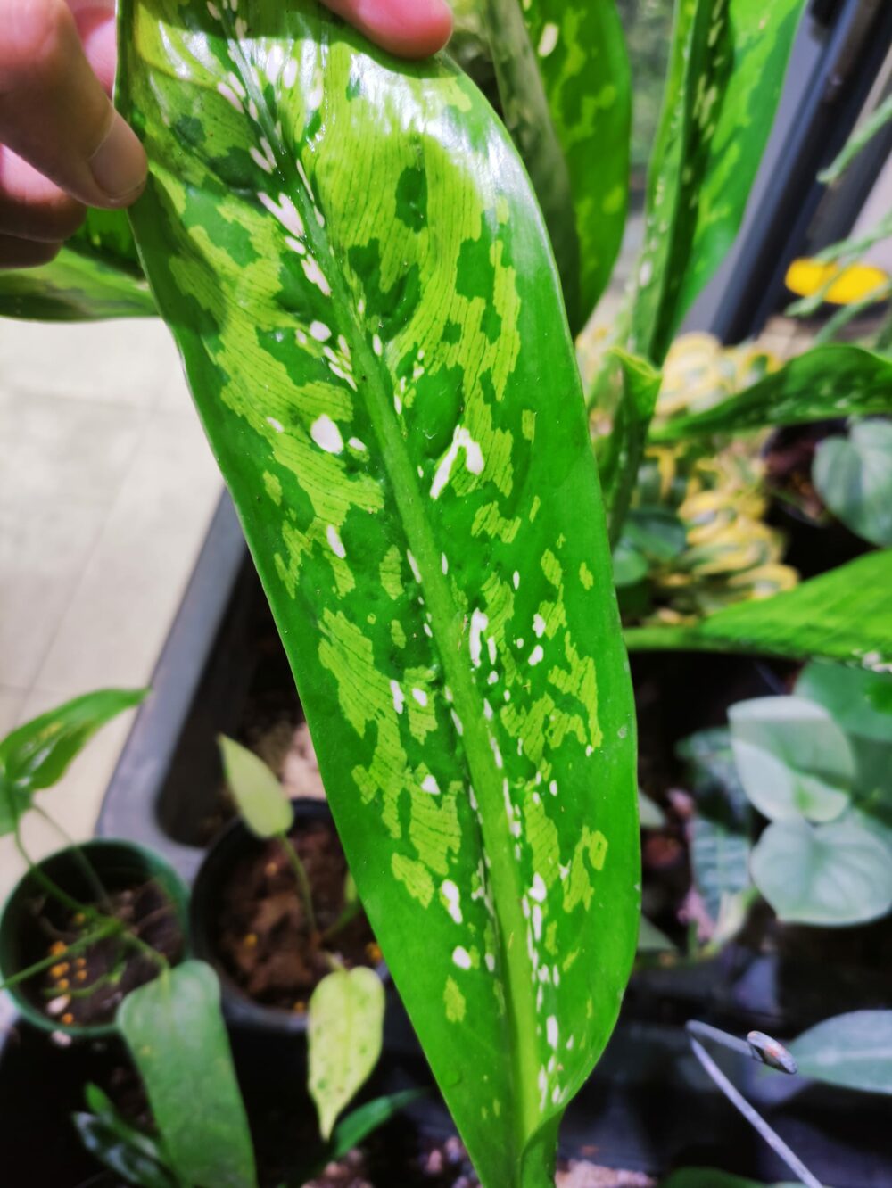 Dieffenbachia Dragon scale