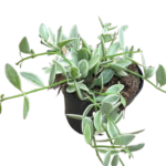 Dischidia Variegated - White Diamond Dischidia