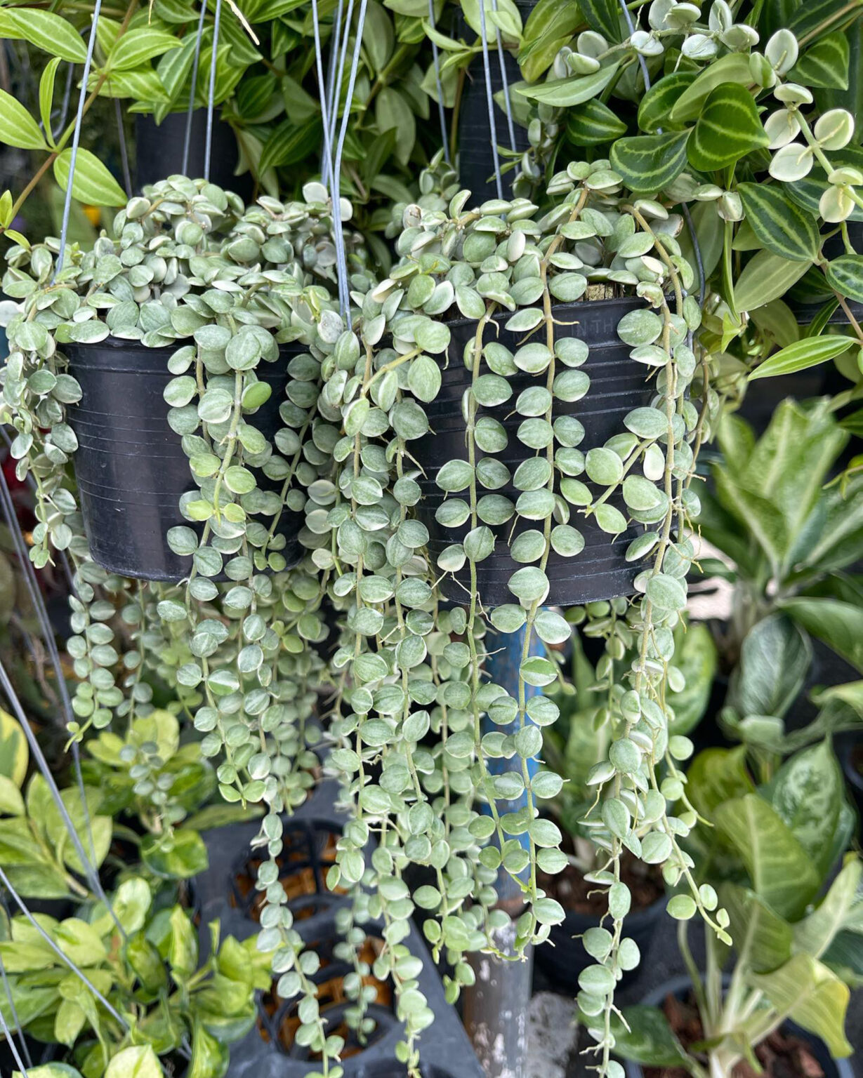 Buy Dischidia Nummularia Variegated Full Pot - Best Price from Thailand