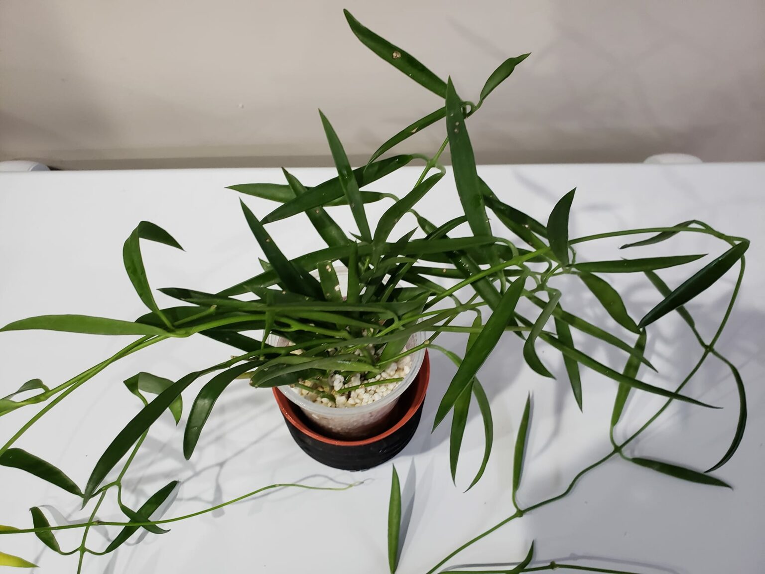 Dischidia Philippines Full Pot | Rare Epiphytic Plant | Greenboog