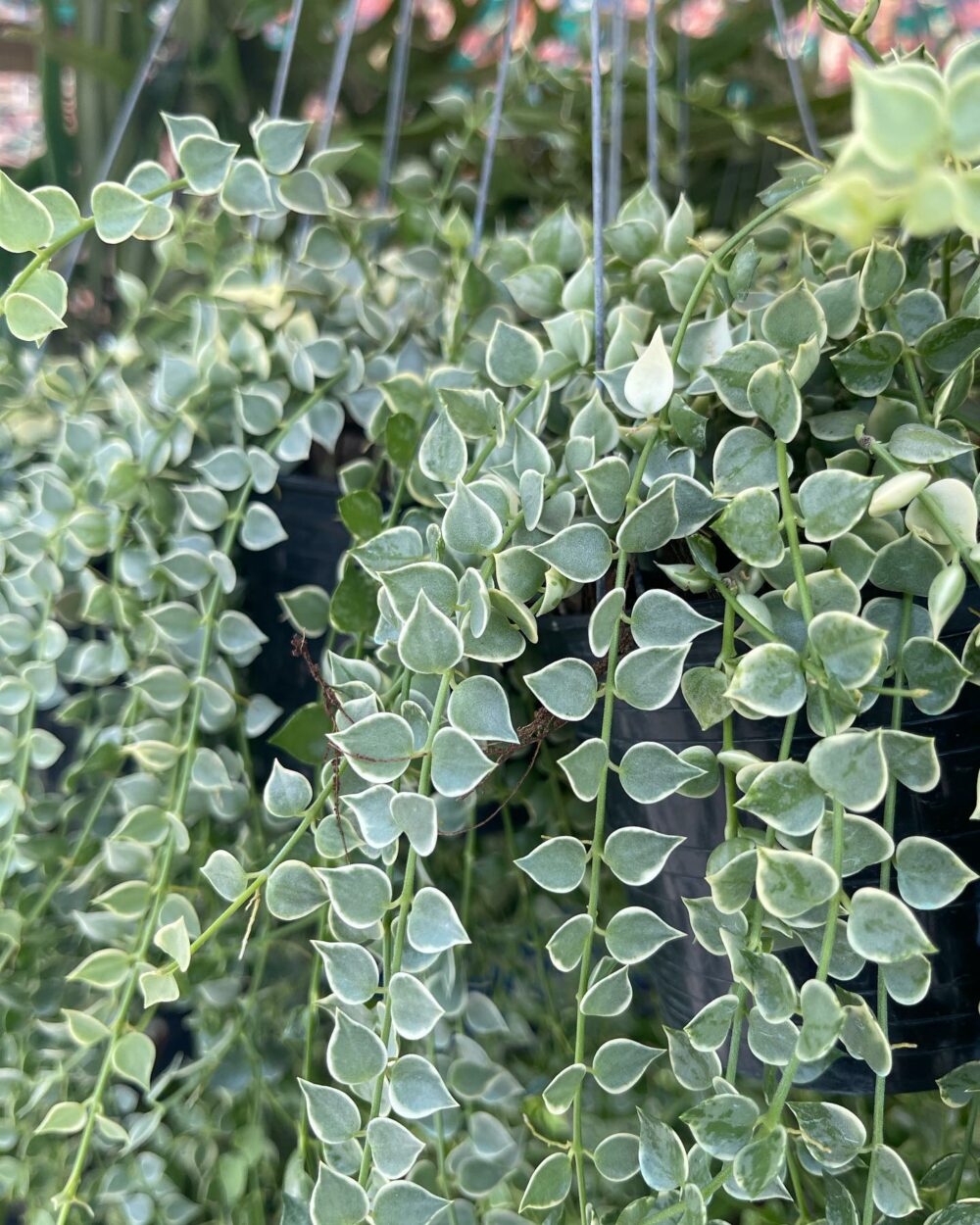 Dischidia ruscifolia variegated (Million Hearts)