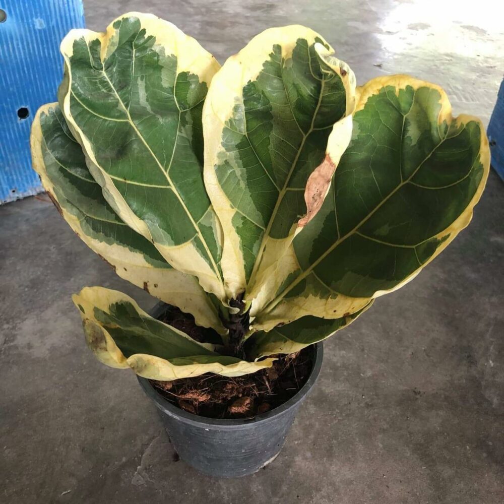 Fiddle leaf fig variegated, Ficus lyrata variegata