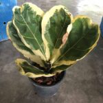 Fiddle leaf fig variegated, Ficus lyrata variegata