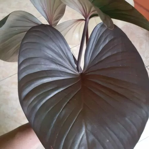 Homalomena Black