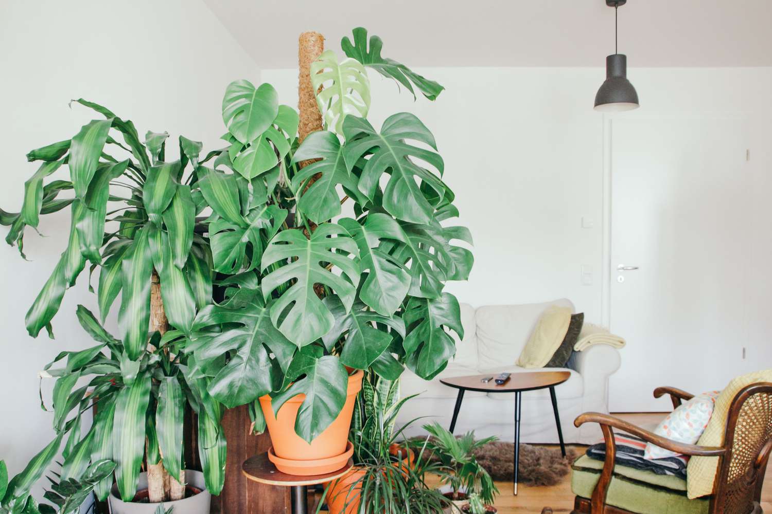 Large indoor Monstera trained upright among other houseplants