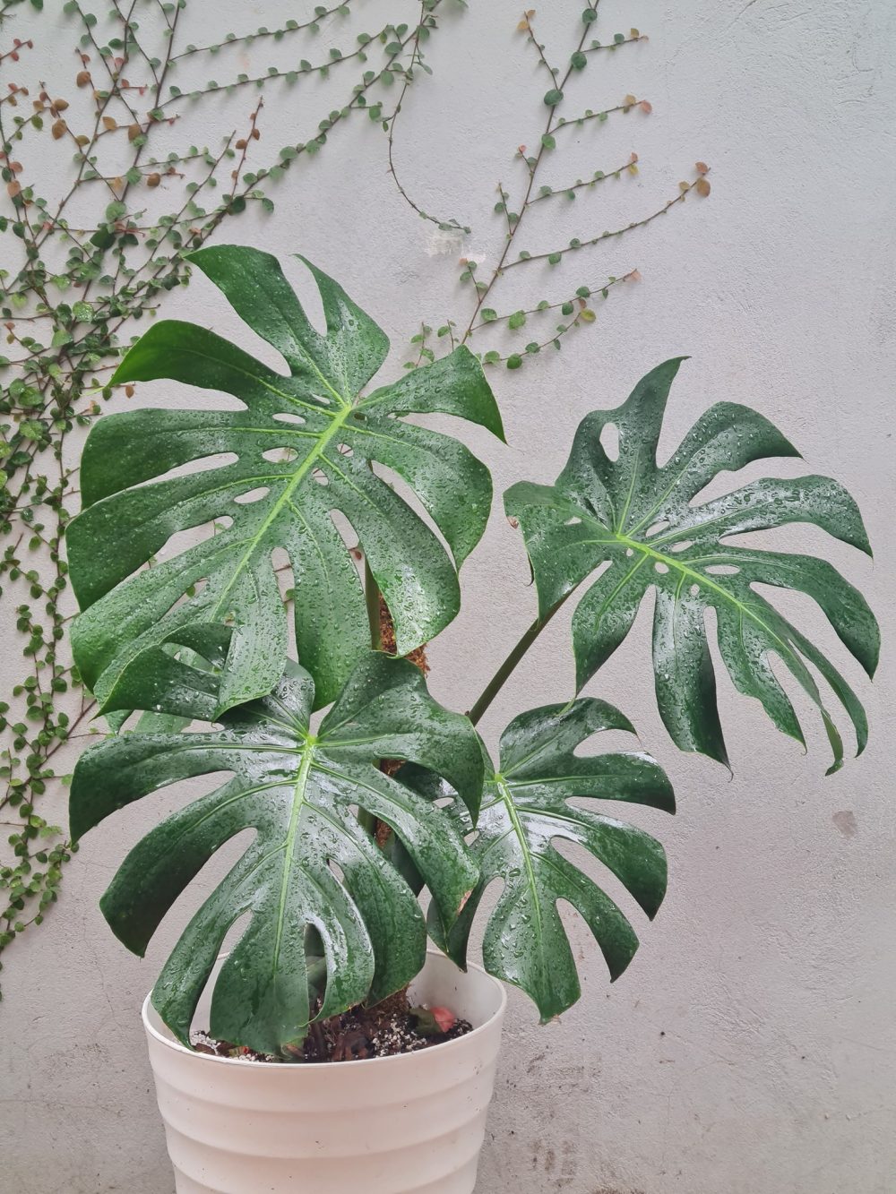 Monstera giant